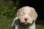 Lagotto Romagnolo Welpe