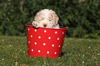 Lagotto Romagnolo Welpe