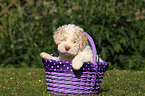 Lagotto Romagnolo Welpe