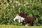 Lagotto Romagnolo Welpe