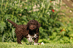 Lagotto Romagnolo Welpe