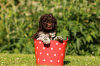 Lagotto Romagnolo Welpe