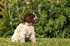 Lagotto Romagnolo Welpe