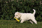 Lagotto Romagnolo Welpe