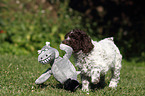 Lagotto Romagnolo Welpe