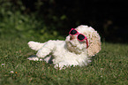 Lagotto Romagnolo Welpe