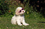 Lagotto Romagnolo Welpe