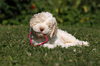 Lagotto Romagnolo Welpe