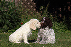 Lagotto Romagnolo Welpen