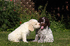 Lagotto Romagnolo Welpen