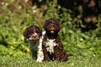 Lagotto Romagnolo Welpen