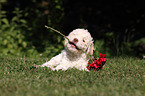 Lagotto Romagnolo Welpe