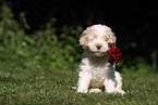 Lagotto Romagnolo Welpe