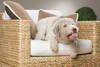 liegender Lagotto Romagnolo