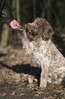 Lagotto Romagnolo gibt pftchen
