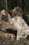 Lagotto Romagnolo gibt pftchen