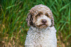 Lagotto Romagnolo Portrait