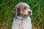 Lagotto Romagnolo Portrait