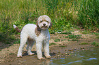 stehender Lagotto Romagnolo