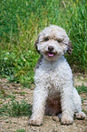 sitzender Lagotto Romagnolo