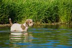 badender Lagotto Romagnolo