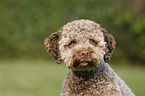 junger Lagotto Romagnolo