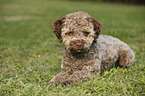 liegender junger Lagotto Romagnolo