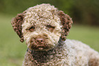 junger Lagotto Romagnolo im Portrait