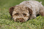 liegender junger Lagotto Romagnolo