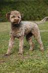 junger Lagotto Romagnolo