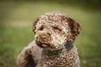 junger Lagotto Romagnolo im Portrait