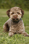 liegender junger Lagotto Romagnolo