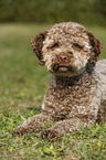 liegender junger Lagotto Romagnolo