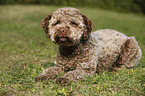 liegender junger Lagotto Romagnolo