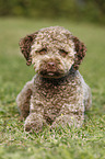 liegender junger Lagotto Romagnolo