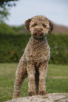 junger Lagotto Romagnolo