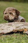 liegender junger Lagotto Romagnolo