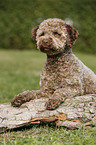 liegender junger Lagotto Romagnolo