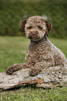 liegender junger Lagotto Romagnolo