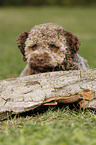 junger Lagotto Romagnolo