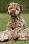 liegender junger Lagotto Romagnolo