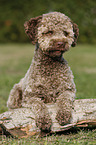 liegender junger Lagotto Romagnolo