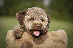 junger Lagotto Romagnolo