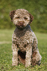 sitzender junger Lagotto Romagnolo