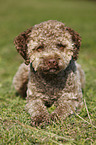 liegender junger Lagotto Romagnolo