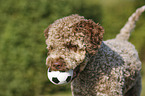 junger Lagotto Romagnolo