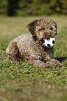 junger Lagotto Romagnolo