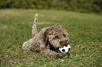 junger Lagotto Romagnolo