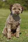 sitzender junger Lagotto Romagnolo