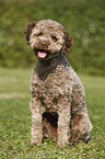 sitzender junger Lagotto Romagnolo